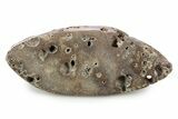 Polished Jurassic Plesiosaur (Colymbosaurus) Bone - England #320986-1
